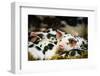 Piglets in Gloucestershire, England, United Kingdom, Europe-John Alexander-Framed Photographic Print