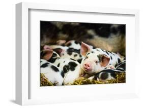 Piglets in Gloucestershire, England, United Kingdom, Europe-John Alexander-Framed Photographic Print