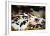 Piglets in Gloucestershire, England, United Kingdom, Europe-John Alexander-Framed Photographic Print