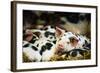 Piglets in Gloucestershire, England, United Kingdom, Europe-John Alexander-Framed Photographic Print