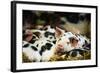Piglets in Gloucestershire, England, United Kingdom, Europe-John Alexander-Framed Photographic Print