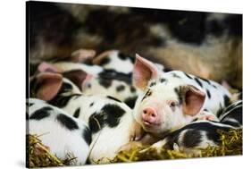 Piglets in Gloucestershire, England, United Kingdom, Europe-John Alexander-Stretched Canvas