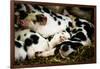 Piglets in Gloucestershire, England-John Alexander-Framed Photographic Print