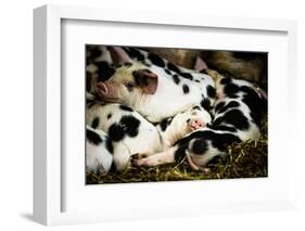 Piglets in Gloucestershire, England-John Alexander-Framed Photographic Print