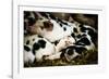 Piglets in Gloucestershire, England-John Alexander-Framed Photographic Print