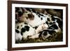 Piglets in Gloucestershire, England-John Alexander-Framed Photographic Print