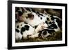 Piglets in Gloucestershire, England-John Alexander-Framed Photographic Print