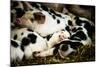 Piglets in Gloucestershire, England-John Alexander-Mounted Photographic Print