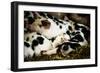 Piglets in Gloucestershire, England-John Alexander-Framed Photographic Print