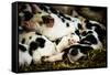 Piglets in Gloucestershire, England-John Alexander-Framed Stretched Canvas