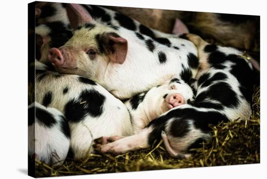 Piglets in Gloucestershire, England-John Alexander-Stretched Canvas