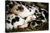 Piglets in Gloucestershire, England-John Alexander-Stretched Canvas