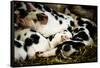 Piglets in Gloucestershire, England-John Alexander-Framed Stretched Canvas