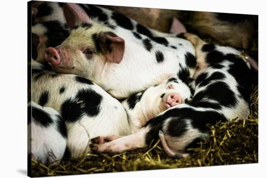 Piglets in Gloucestershire, England-John Alexander-Stretched Canvas