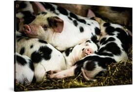 Piglets in Gloucestershire, England-John Alexander-Stretched Canvas