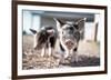 Piglets in the Barnyard-Krista Mosakowski-Framed Giclee Print