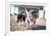 Piglets in the Barnyard-Krista Mosakowski-Framed Giclee Print