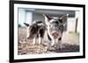 Piglets in the Barnyard-Krista Mosakowski-Framed Giclee Print