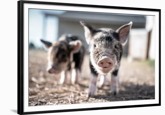 Piglets in the Barnyard-Krista Mosakowski-Framed Giclee Print