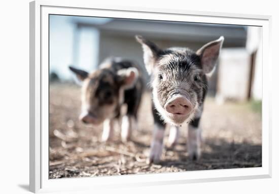 Piglets in the Barnyard-Krista Mosakowski-Framed Giclee Print