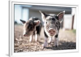 Piglets in the Barnyard-Krista Mosakowski-Framed Giclee Print