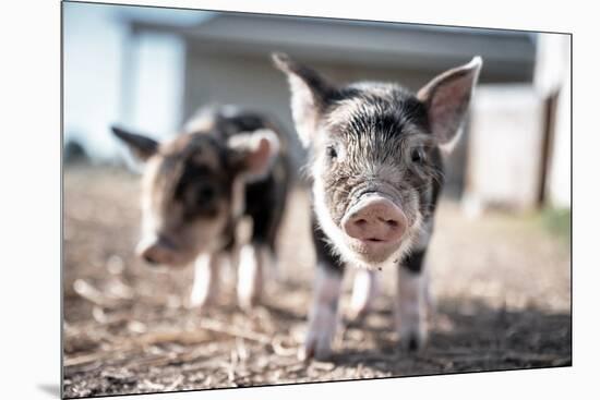 Piglets in the Barnyard-Krista Mosakowski-Mounted Giclee Print