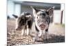 Piglets in the Barnyard-Krista Mosakowski-Mounted Giclee Print