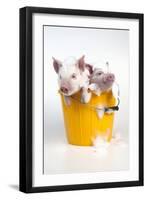 Piglets Sitting in a Bucket Covered in Soap Suds-null-Framed Photographic Print