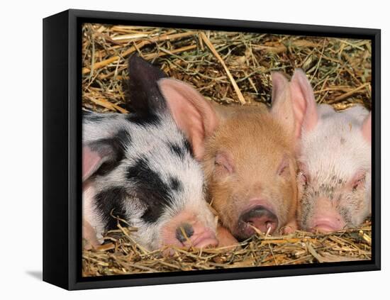 Piglets Sleeping, USA-Lynn M. Stone-Framed Stretched Canvas
