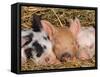 Piglets Sleeping, USA-Lynn M. Stone-Framed Stretched Canvas