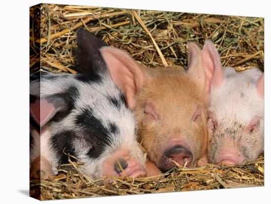 Piglets Sleeping, USA-Lynn M. Stone-Stretched Canvas