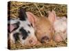 Piglets Sleeping, USA-Lynn M. Stone-Stretched Canvas