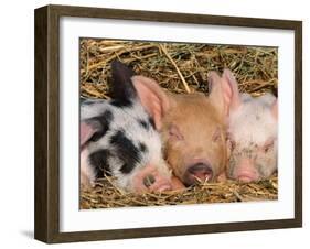 Piglets Sleeping, USA-Lynn M. Stone-Framed Photographic Print