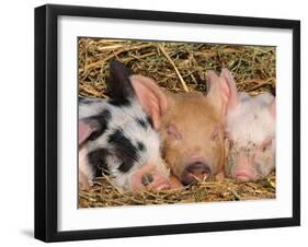 Piglets Sleeping, USA-Lynn M. Stone-Framed Photographic Print