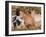 Piglets Sleeping, USA-Lynn M. Stone-Framed Photographic Print