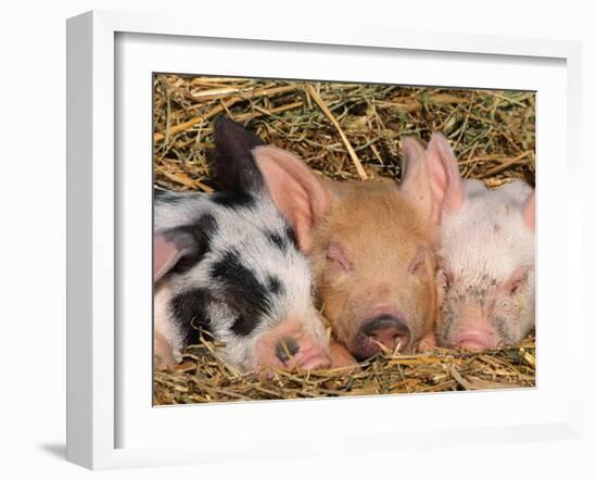 Piglets Sleeping, USA-Lynn M. Stone-Framed Photographic Print