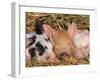 Piglets Sleeping, USA-Lynn M. Stone-Framed Photographic Print