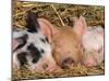 Piglets Sleeping, USA-Lynn M. Stone-Mounted Photographic Print