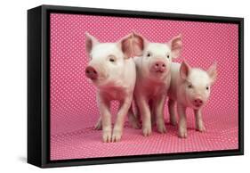 Piglets Standing in a Row on Pink Spotty Blanket-null-Framed Stretched Canvas