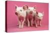 Piglets Standing in a Row on Pink Spotty Blanket-null-Stretched Canvas