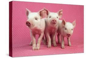 Piglets Standing in a Row on Pink Spotty Blanket-null-Stretched Canvas