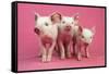 Piglets Standing in a Row on Pink Spotty Blanket-null-Framed Stretched Canvas