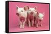 Piglets Standing in a Row on Pink Spotty Blanket-null-Framed Stretched Canvas