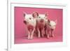 Piglets Standing in a Row on Pink Spotty Blanket-null-Framed Photographic Print