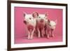 Piglets Standing in a Row on Pink Spotty Blanket-null-Framed Photographic Print