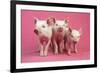 Piglets Standing in a Row on Pink Spotty Blanket-null-Framed Photographic Print