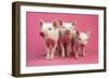 Piglets Standing in a Row on Pink Spotty Blanket-null-Framed Photographic Print