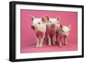 Piglets Standing in a Row on Pink Spotty Blanket-null-Framed Photographic Print