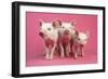 Piglets Standing in a Row on Pink Spotty Blanket-null-Framed Photographic Print