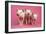 Piglets Standing in a Row on Pink Spotty Blanket-null-Framed Photographic Print